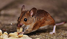 24 Hour & Emergency Exterminators in Mountain View, NC